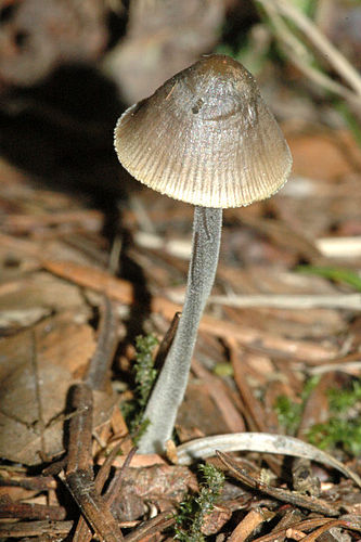 Mycena polygramma